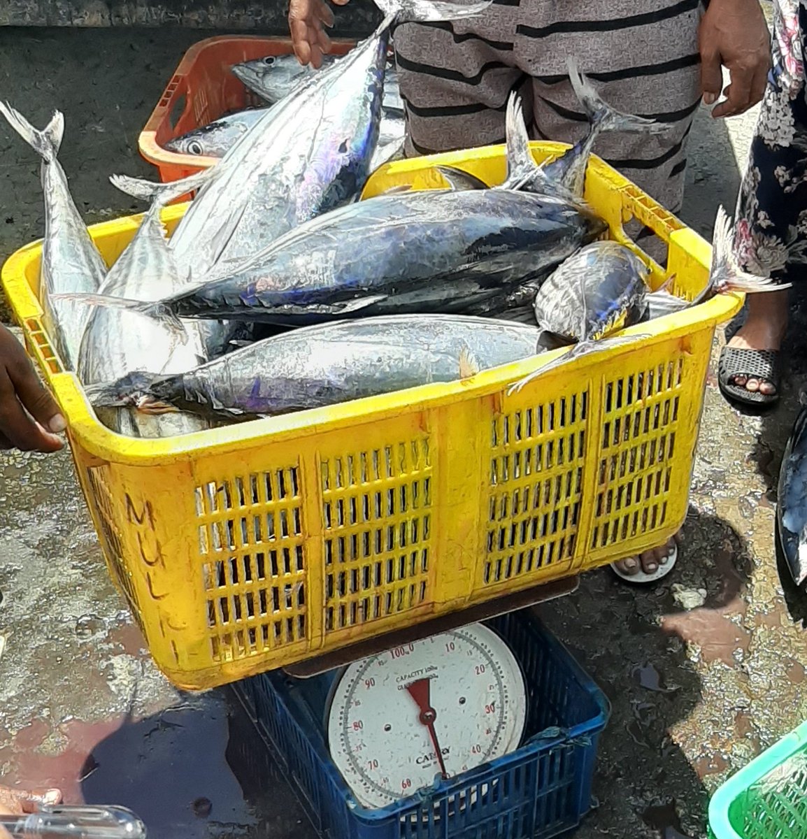 PiSunarsi's tweet photo. Senin, 31/07/23. Sunarsi Ibrahim. Luhkan Kab. Halmahera Selatan. Hasil tangkapan ikan cakalang sebesar 160 kg bapak sahmir KUB Teluk Pall, dengan harga jual 25.000/kg.
#GiatLuhkanSatminkalAmbon 
@BP3_Ambon 
#Luhlapor
#Tangkap https://t.co/mSh21sflJw