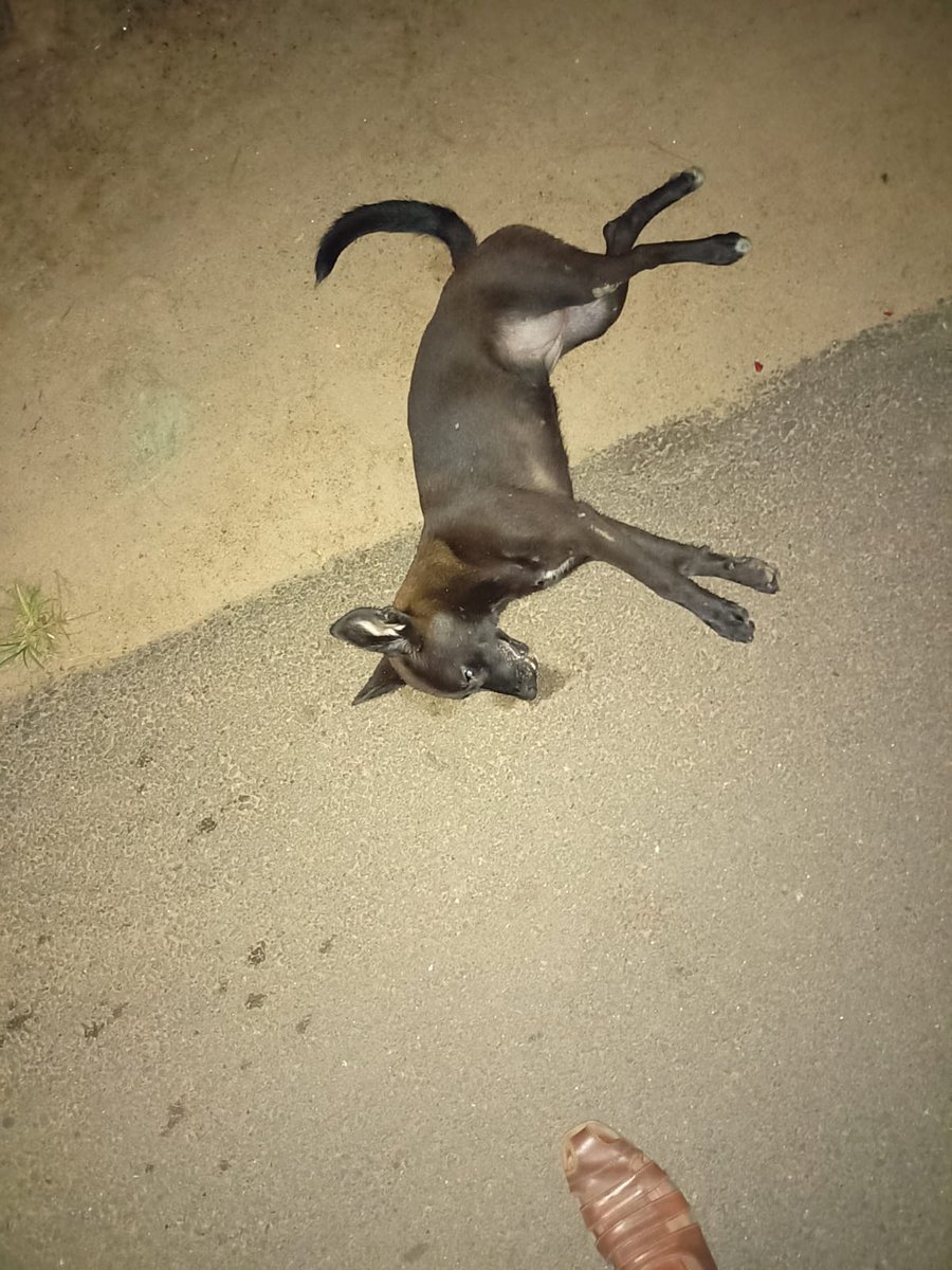 Filed petition in mannar Police station regarding poisoning of stray dogs by yesterday. When we reached the location, body was not there.