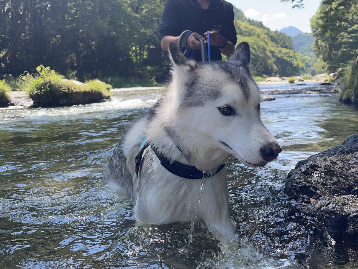 lime_husky_rolf's tweet photo. お姉ちゃんについて行こうと必死な弟 https://t.co/XfqoSm4cQD