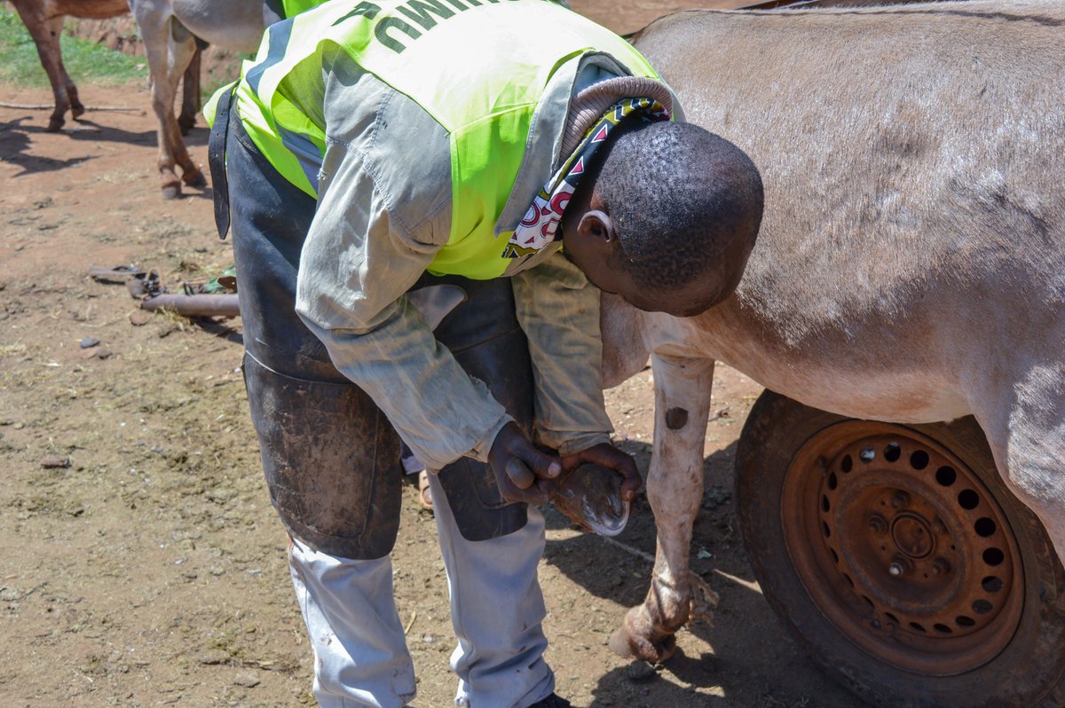 KENDATKenya's tweet photo. Farriery is necessary for donkeys in urban areas to keep their hooves in good condition for a healthier working equine since most roads in urban areas are tarmacked.
#WorkingEquines #equinewelfare #farriery #farrier #farrierwork #mtunzepundadaima https://t.co/2VdAE4u2rS