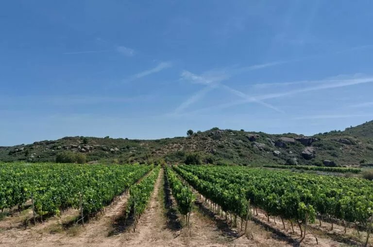 origenonline's tweet photo. ACTUALIDAD 🆕 Familia Torres lidera un proyecto de I+D para conseguir cultivos sostenibles. 🍇
Aquí toda la info ⬇️
https://t.co/NHHS7Ma2dw
#SomosORIGEN #agriculturasostenible #SmartCrops
@familiatorres @TorresWines @ICMCSIC @Matarromera @CastillodCanena @Florette_es https://t.co/tQUSgQMSYi