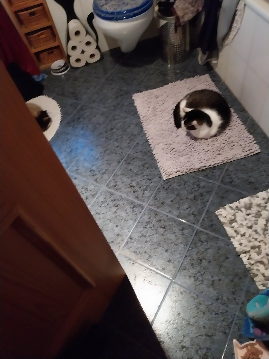 CarolaBetz's tweet photo. #Amyyy🐈♥️ https://t.co/JlOeGpBQy7