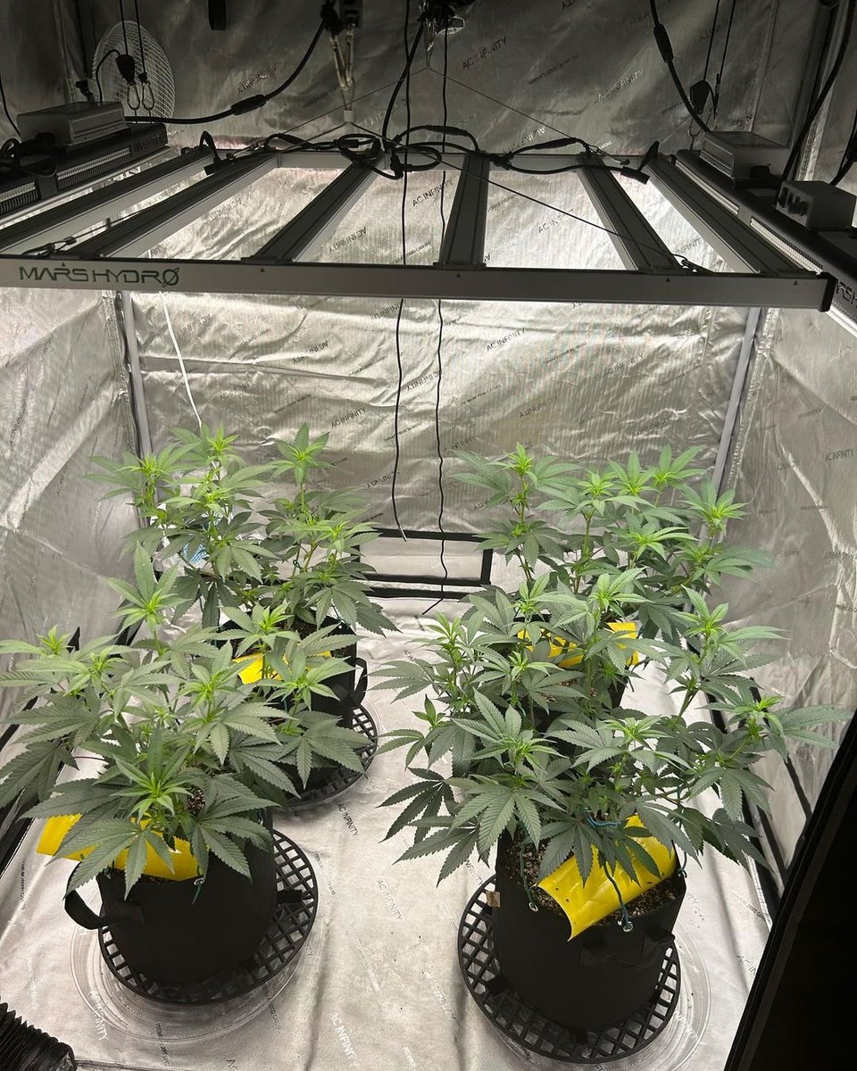 Girls soaking up all that light not skipping a beat after the addition of the Mars Hydro #FCE4800 #smartled growlight. 💪💪#Cannbiscommunity 

#FCE4800 ：amz.fun/kmbLB