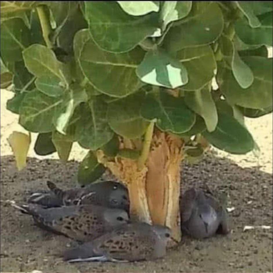 abu_suheim's tweet photo. هذا لهيب القيض ما يرحم الحي
العيس تبرك من لهيبه وصاليه 

عاد القماري يوم تبحث عن الفي 
ممكن لهيب القيض فالجو يشويه

يا اهل العدود اللي بها يدفق المي
حطوا سبيلٍ كل عطشان يرويه 

خير (اصدقه) فالماء ويا مرهي الري 
في كل كبدٍ رطبه اجرٍ تلاقيه 

عبدالله بن سحيم https://t.co/zJERGqEWTD