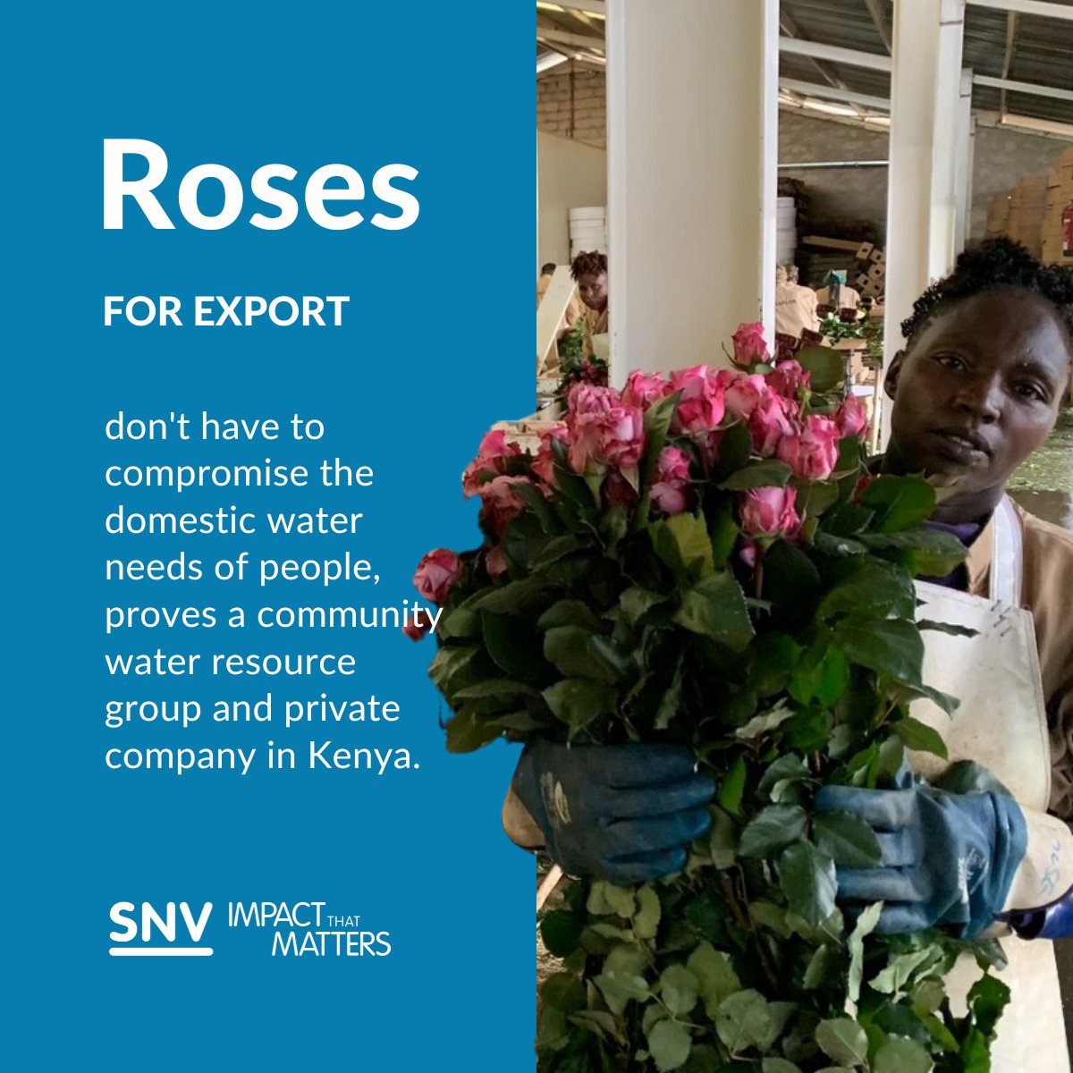 🌹🚰Blooming roses and responsible water resource management can co-exist 

Read the inspirational account that was shared with us during a #water learning event hosted by <a href="/SNV_Kenya/">SNV Kenya</a>

Blog: on.snv.org/3OLc9bX
4-page case study: on.snv.org/3DRAx5r

#EWRM #watersecurity