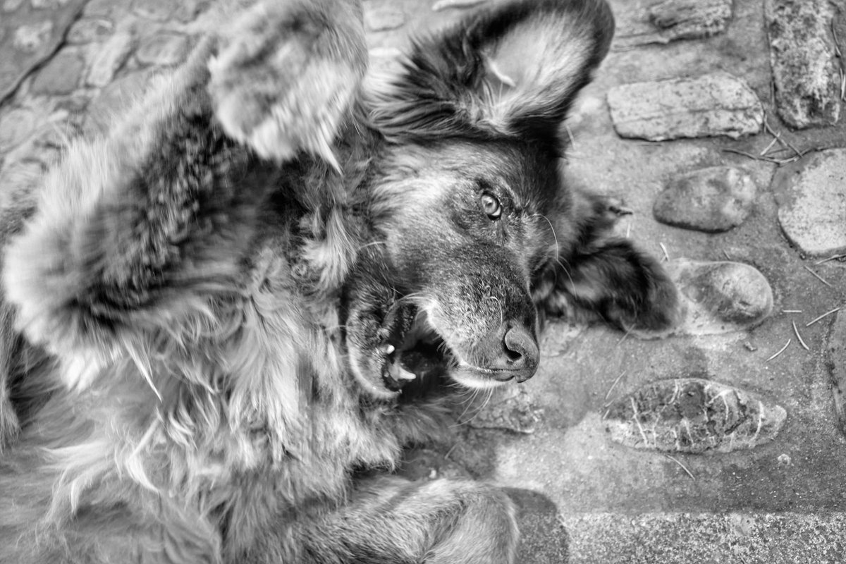 finbuchanan's tweet photo. That moment when you’re having a nice snooze in the shade and your annoying human wakes you up because it’s time to roll on to the next bit of sightseeing.
#blackandwhite #dog #bigdog #snooze #tired #siesta #dogdays #itsadogslife #doglife #caoserradaestrela #gsd https://t.co/xZpamRzu3e