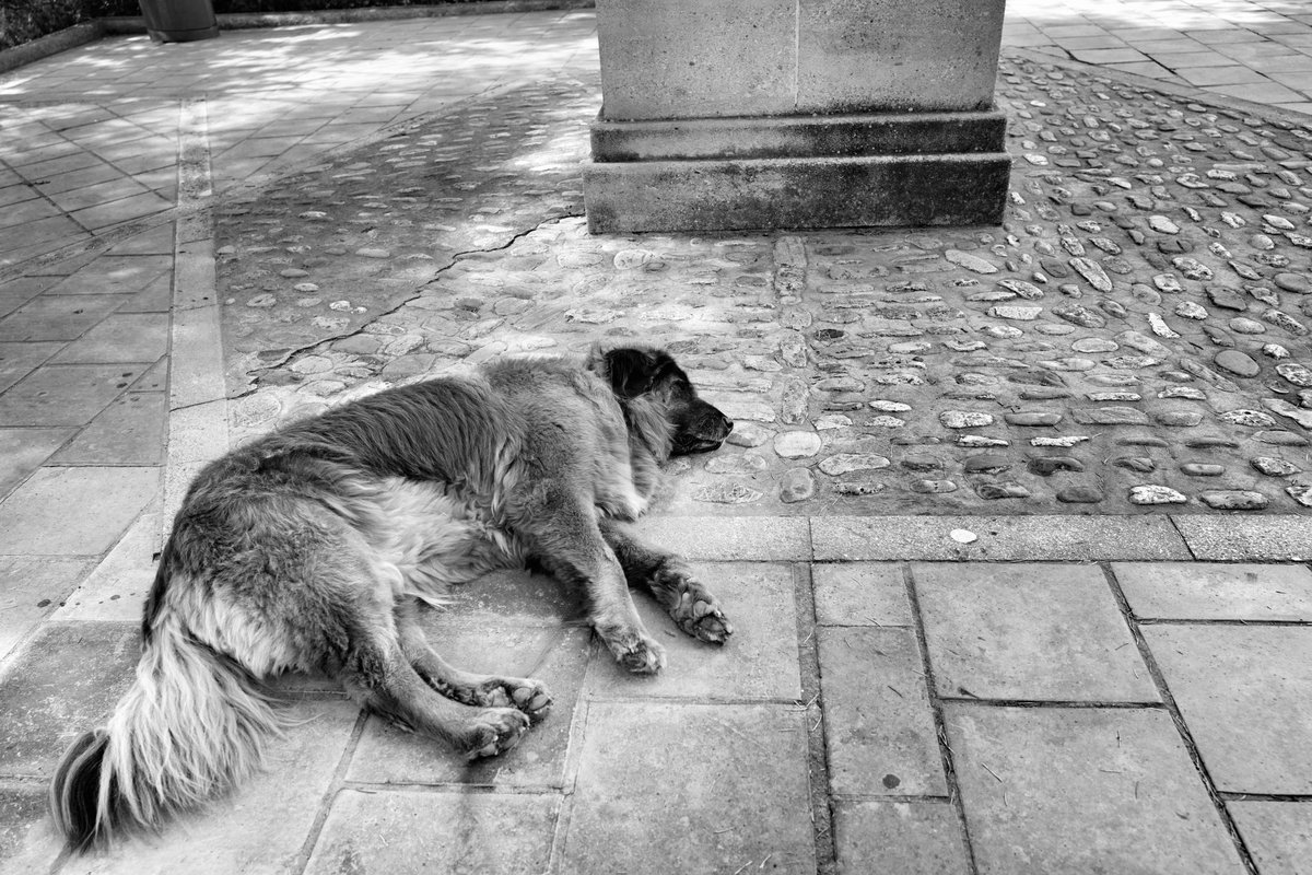 finbuchanan's tweet photo. That moment when you’re having a nice snooze in the shade and your annoying human wakes you up because it’s time to roll on to the next bit of sightseeing.
#blackandwhite #dog #bigdog #snooze #tired #siesta #dogdays #itsadogslife #doglife #caoserradaestrela #gsd https://t.co/xZpamRzu3e
