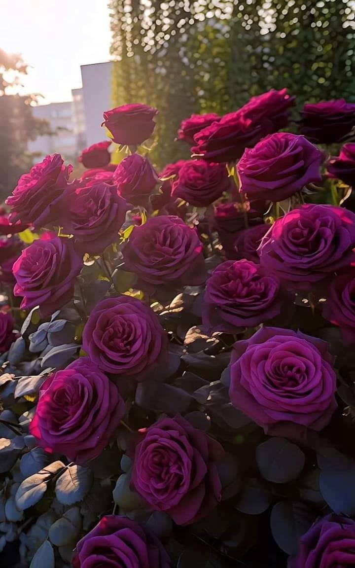 AnsarArooma's tweet photo. Happy Monday 😁🌹🍀 https://t.co/aJlYQLapxN