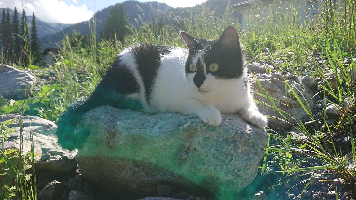 ArkusRabherr's tweet photo. it's really nice outside
#cats #CatsOfTwitter #CatsOnTwitter https://t.co/MRZYK59AXC