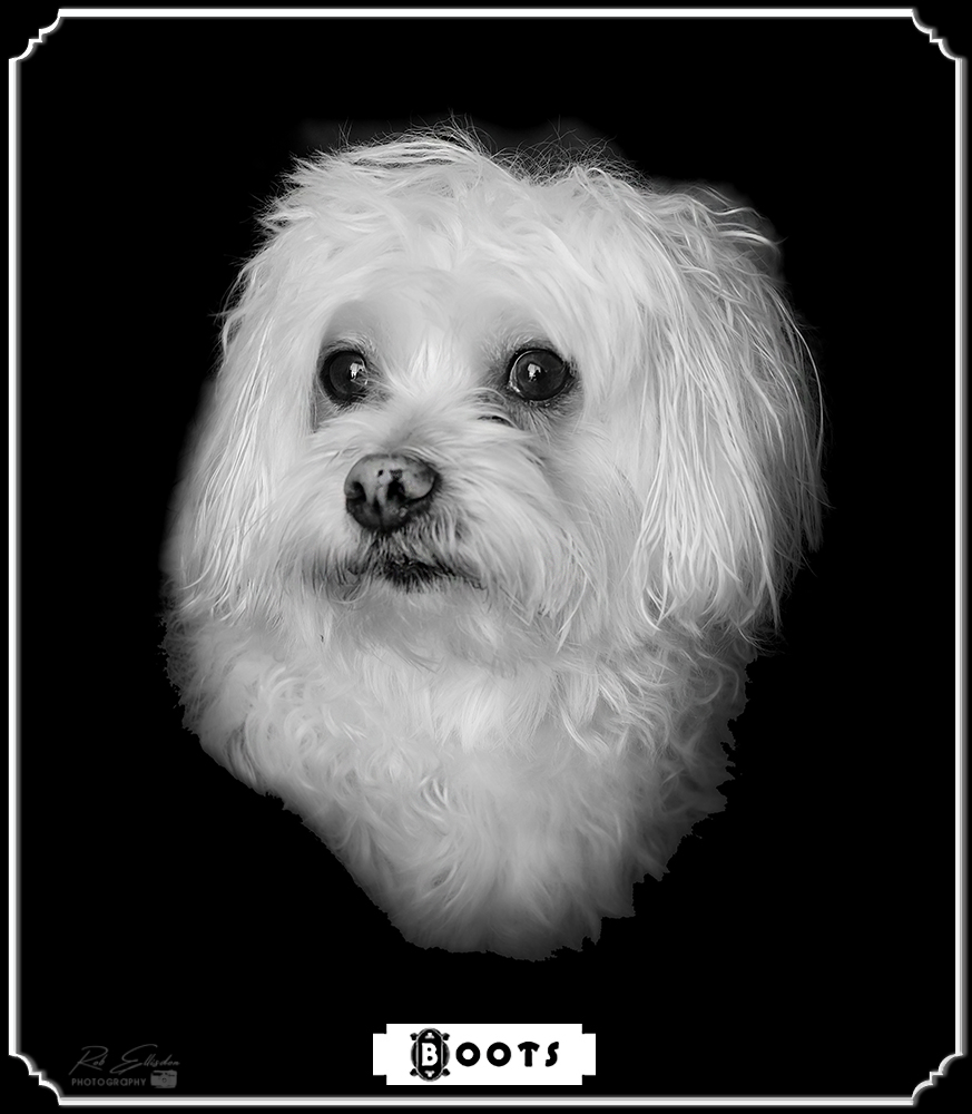 REPhotography59's tweet photo. Our Little Boy Boots, Just Had A Bath
©Rob Ellisdon Photography™
https://t.co/iNrHhLmGhi
#pets #petsofinstagram #petsoftwitter
#mansbestfriend #dogsofinstagram #dogs #puppies #puppylove https://t.co/V5WutjsURA