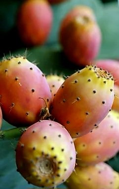 thedrosg1's tweet photo. #Organic #Beles #Eritrea #fruits. https://t.co/EYK9uA2knx