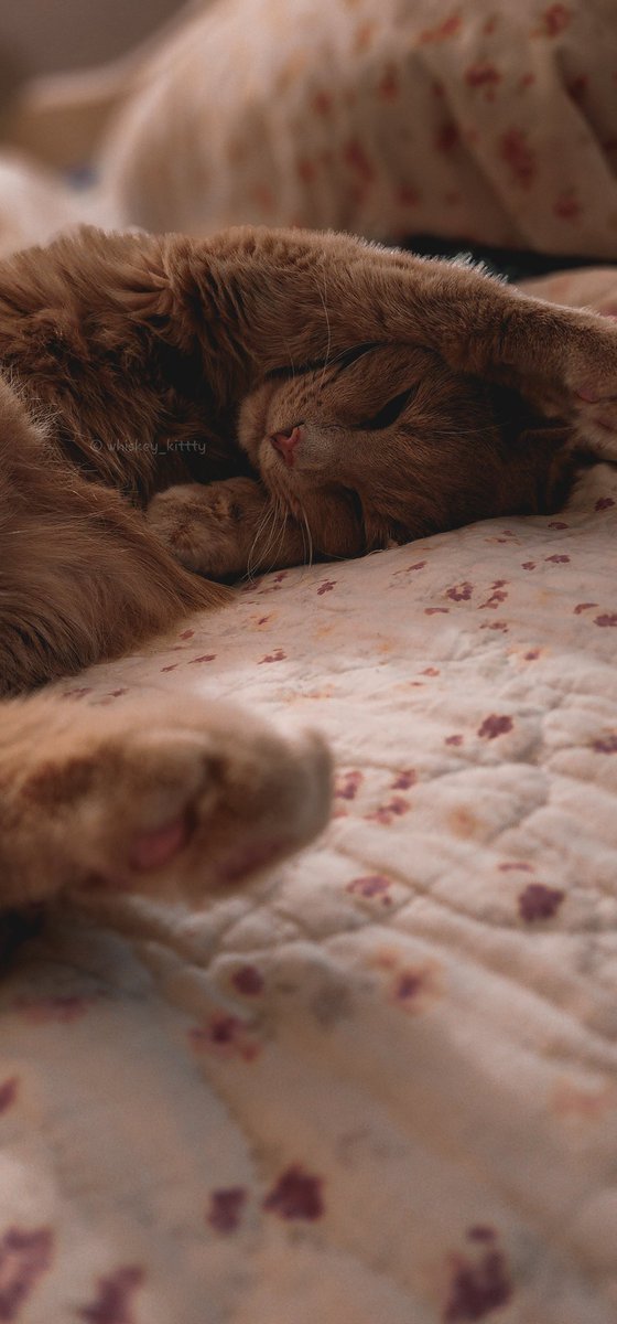 Sleepy 🧡✨️💤

#CatsOfX #catsofinstagram #CatsOnX