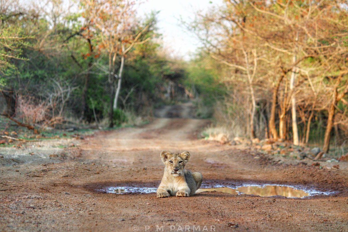ગીરની કેડિએ...