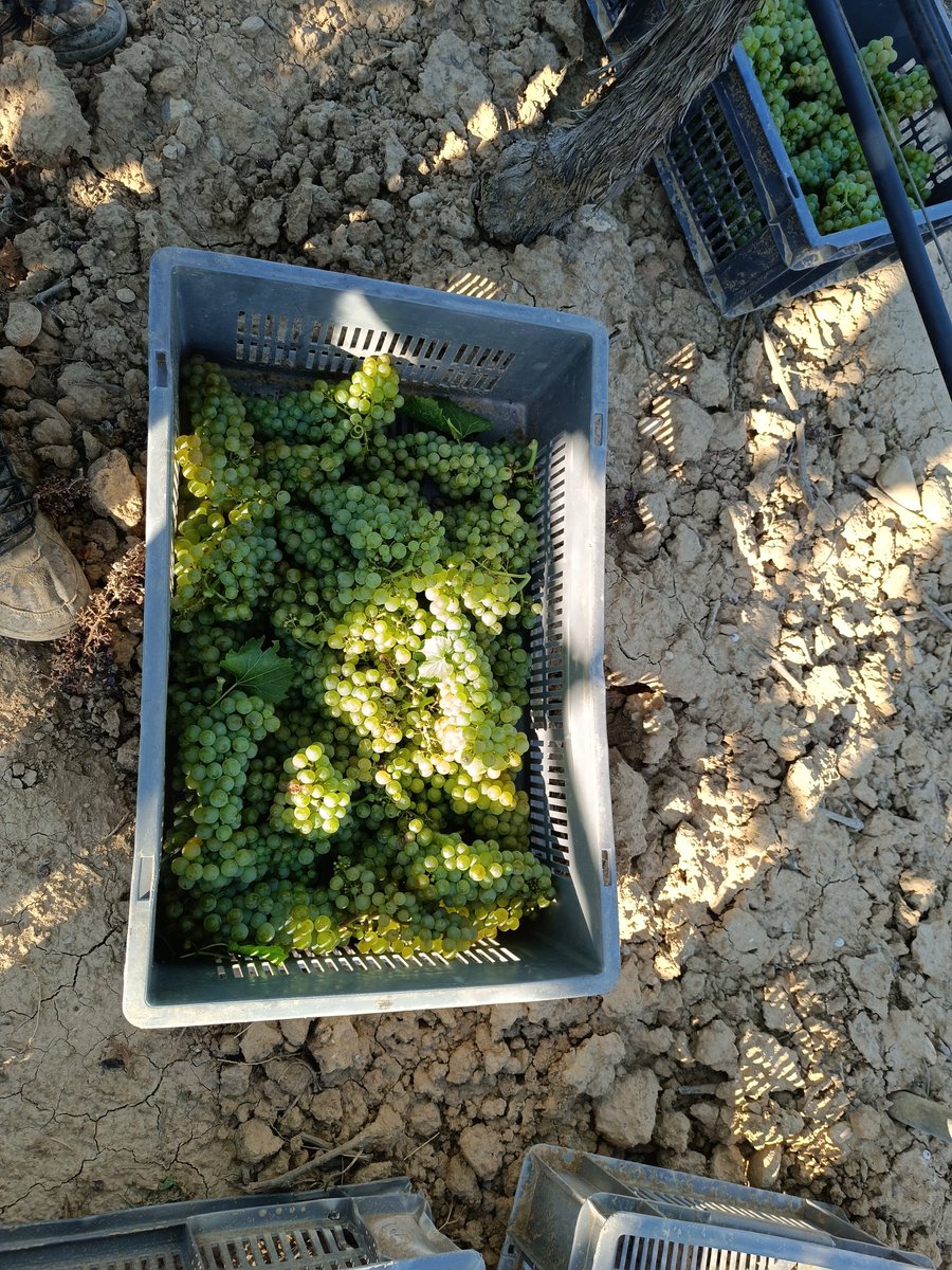 Cati_Lleida's tweet photo. 📷 Tret de sortida de la verema a Catalunya. 

👉 El celler Raimat (Segrià) ha començat avui a collir en una campanya que preveu excel•lent, sobretot en qual•litat.
https://t.co/hkWY6imYf9 https://t.co/0yvRgoNVi9