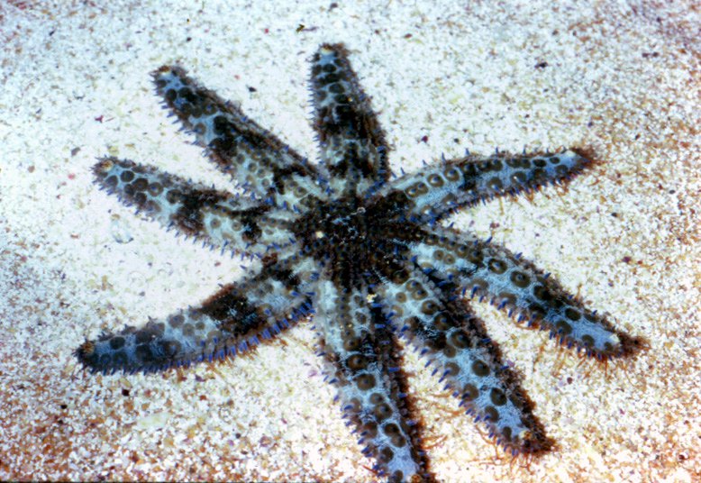 Happy #MarineMonday✨ This is the Eleven-armed sea star ⭐. As the name suggests, the species is usually found with 11 arms, but has occasionally been spotted with up to 14 😮. These interesting creatures feature in our Norfolk Island Marine Park,. 📸 Dr Isobel Bennett