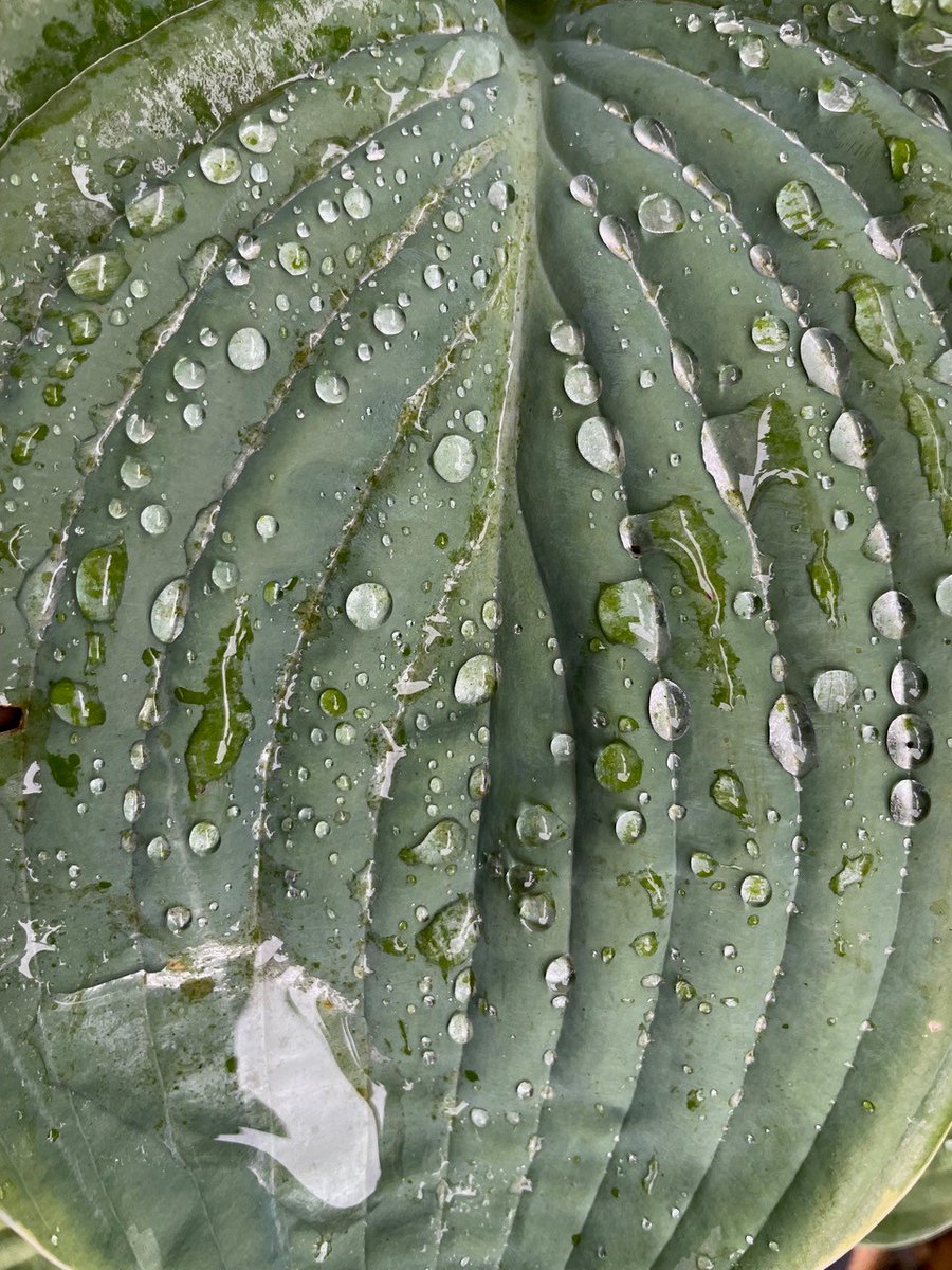 johnplant60's tweet photo. Will it ever stop raining? End of July and cannot remember our last dry day! However it gives us a chance to enjoy the many bejewelled Hosta leaves in the nursery &amp; garden. This is Hosta Minke... If the rain continues expect more of the same!
https://t.co/3K8tEPqtad https://t.co/IZ4I3SJaYn