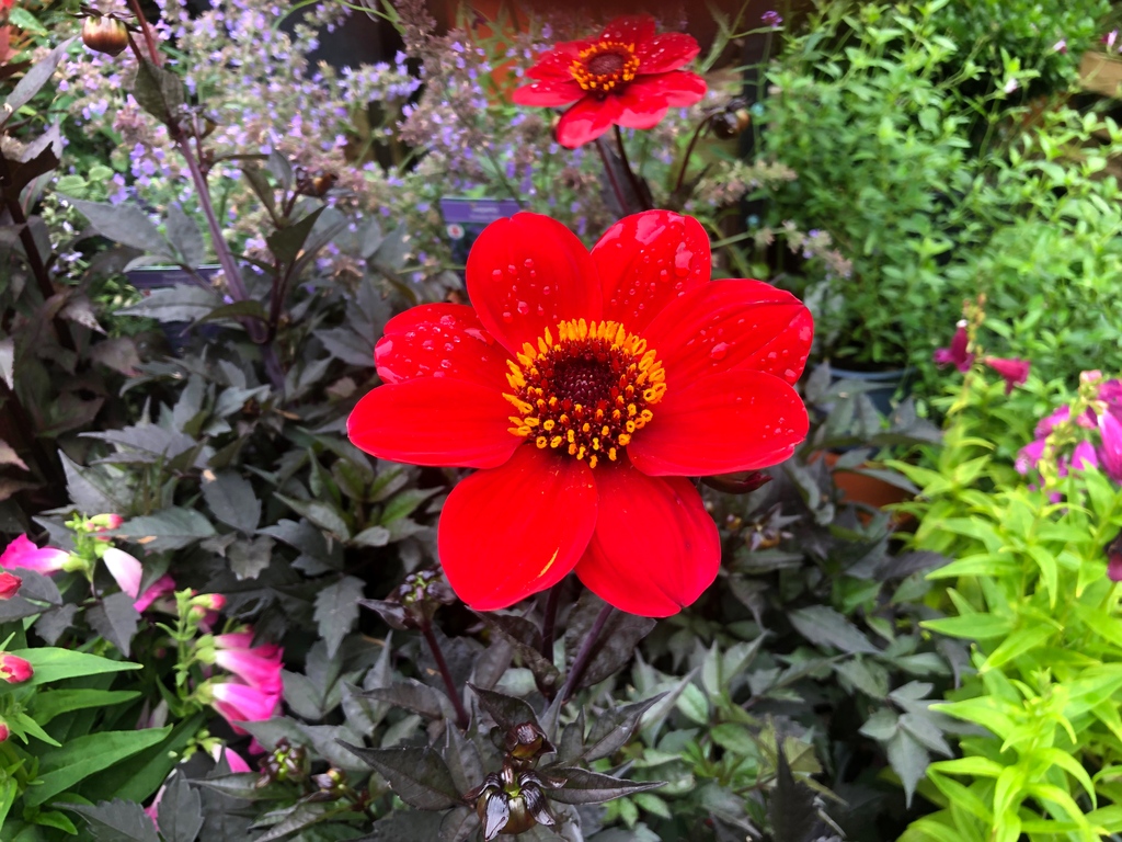 Camden Garden Centre tweet media