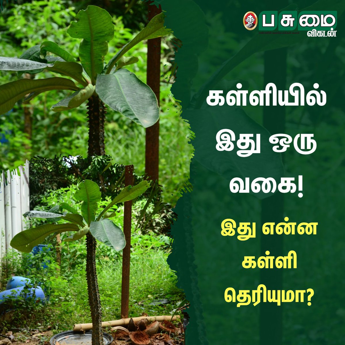 PasumaiVikatan's tweet photo. கள்ளியில் இது ஒரு வகை!
இது என்ன கள்ளி தெரியுமா?
படங்கள்: சொ.பாலசுப்ரமணியன்
#Flower #Tree #Kalli #Questiong #KalliFlower https://t.co/JHh0lV0ih2