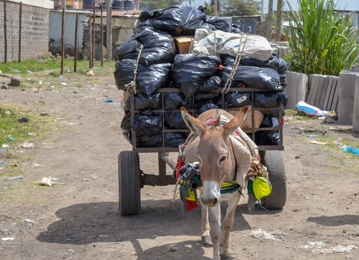 KENDATKenya's tweet photo. In urban and peri-urban areas, donkeys are used for garbage collection mainly from the estates to designated dumping sites and incinerators.
#garbagecollection #SDG12 #garbagecollecting #WorkingEquines #mtunzepundadaima https://t.co/ocKTSiNkPd