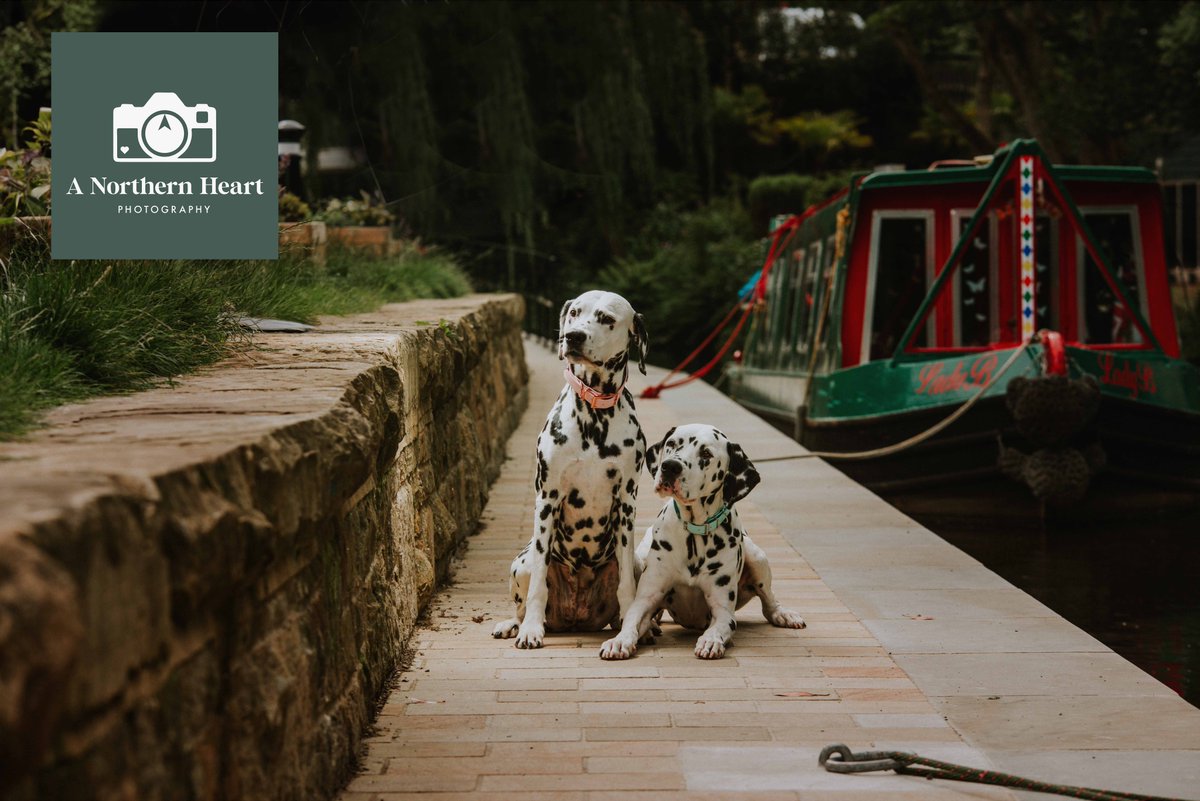 New work for A Northern Heart. Just look at these beauties! #dalmationlove #dogsontwitter #dogphotography