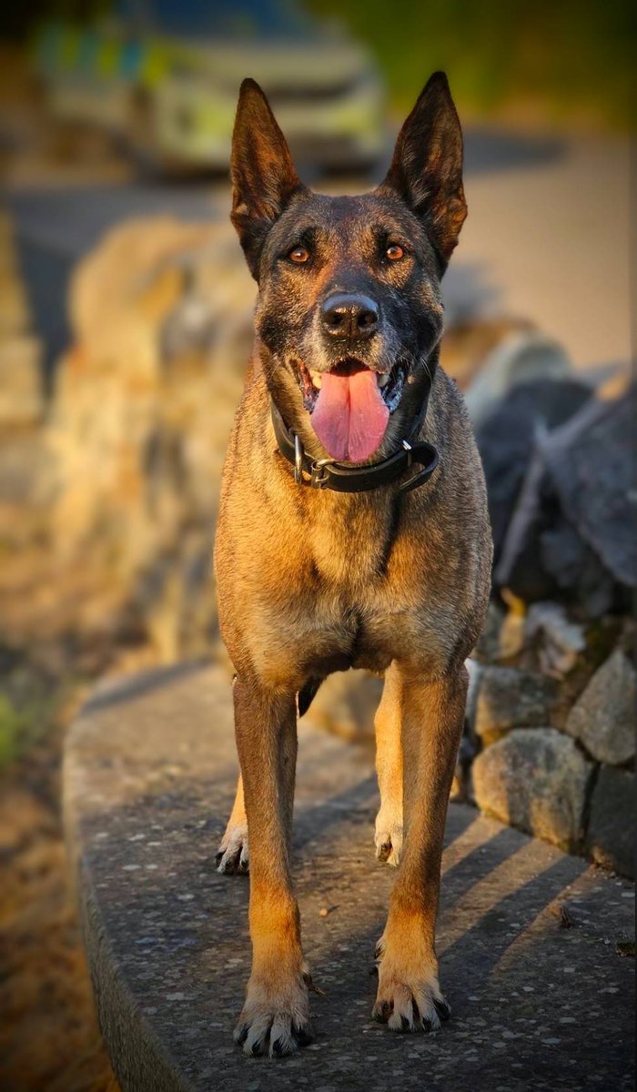 PSOSDogs's tweet image. #PDAmber and #S395 used their tracking skills this weekend to trace a 15-yr-old #HighRiskMisper having a mental health crisis in Blairgowrie. Thanks to Ambers nose the pair located her in a field, safe and well and got her the support she needs.

#TheNoseKnows
#MentalHealth