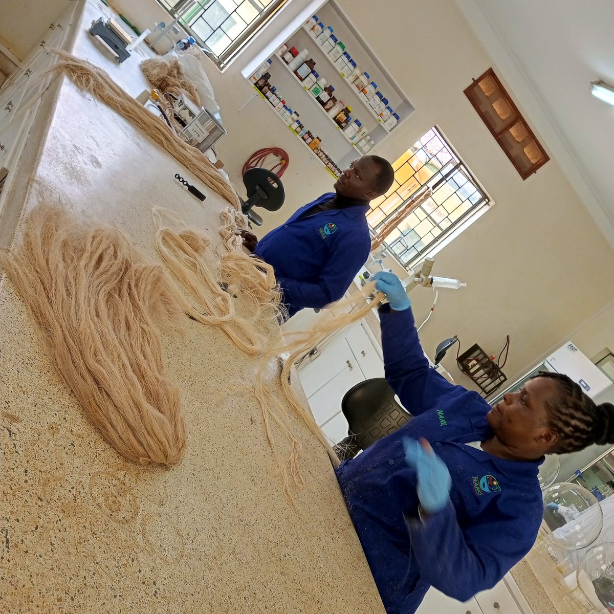NAROBanana's tweet photo. Today @NARO_DG Dr. Yona Baguma and @narouganda Management Supervisory Support is visiting @NaroKawanda and touring different facilities in the institution. https://t.co/zmVYNoZeeo