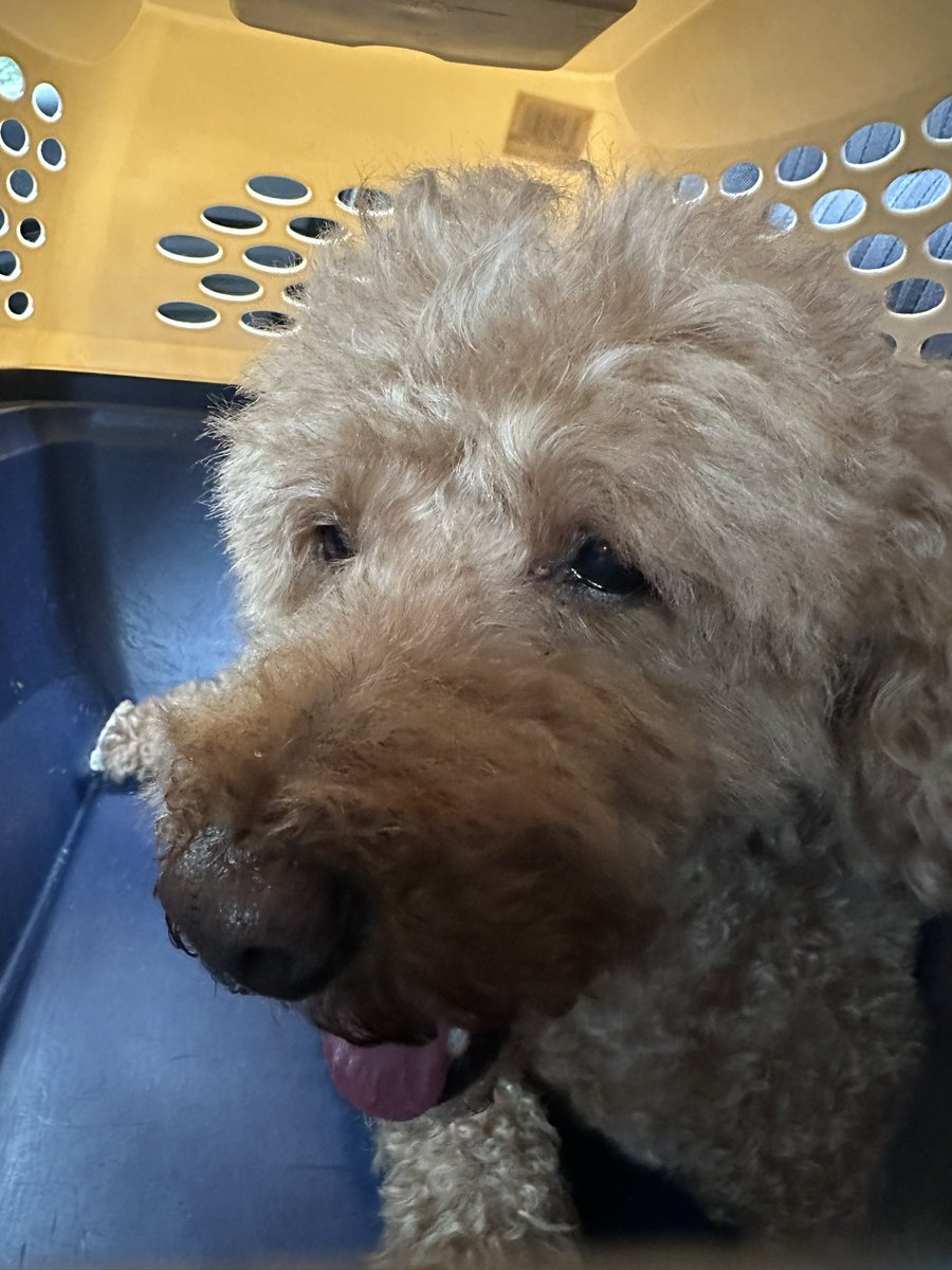 kuma_c28's tweet photo. プードル迷い犬、病院に行って来ました
年齢5歳くらい、首輪や鑑札、マイクロチップなし、去勢やトリミングなど済みなので間違いなく飼い犬とのこと
管理事務所や動物病院、警察などには連絡済みです
群馬県北軽井沢周辺で迷子犬の情報などお持ちの方はリプいただけると幸いです
#迷い犬 #拡散希望 https://t.co/eLACGr50bJ