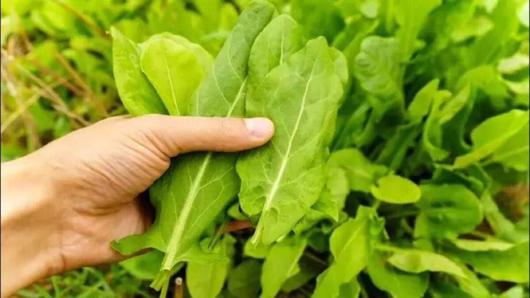 Bilim insanları, doğadaki en güçlü mikrop öldürücüyü ‘Kuzukulağı’ olarak açıkladı.