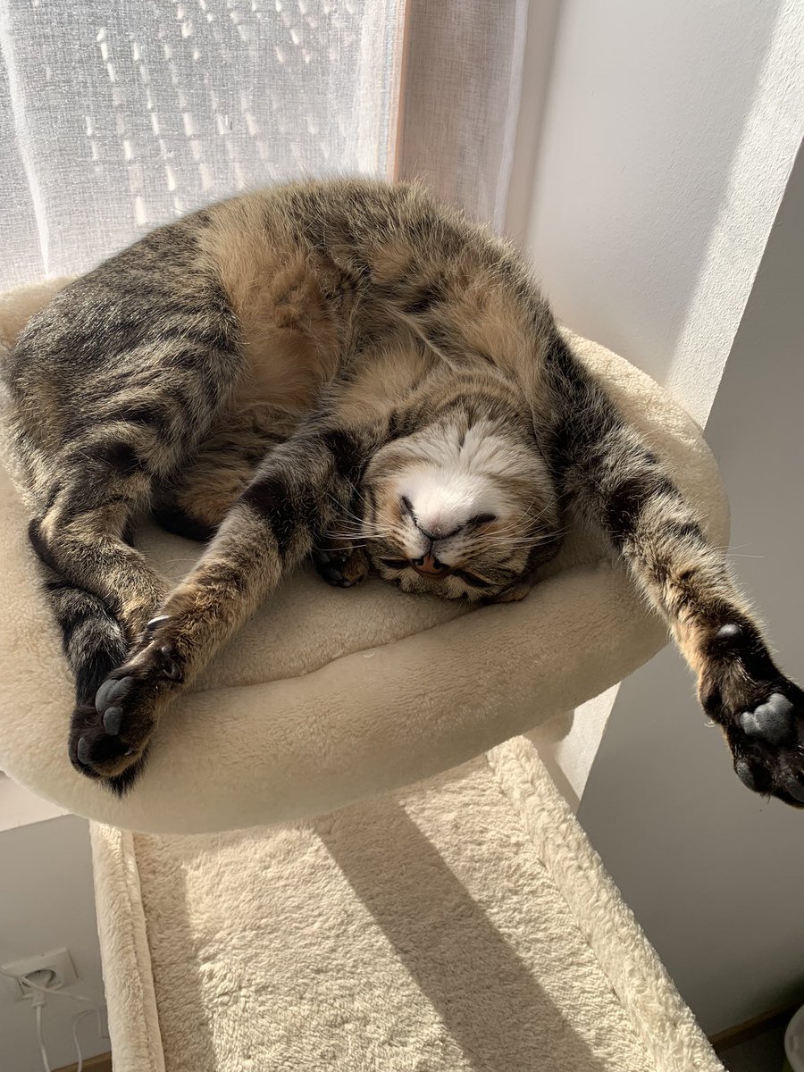 Bspike89's tweet photo. @ShouldHaveCat 😽😽😽 https://t.co/zX62QgnhTr