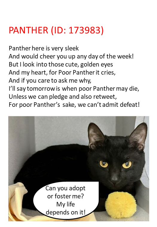 Uniquepoems4u's tweet photo. ๐#URGENT TBD/EUTH TUES 01/08/23!!๐
#NewYork #NYC #NYCACC #Cats #AdoptDontShop #Rescue #Mathattan #Brooklyn #pledge2savealife #CatsOfTwitter #CatsOnTwitter #pledge #Adopt #Foster #Anipals #BlackCat
https://t.co/kZPd4KOBLy https://t.co/GqMxjrOMqH