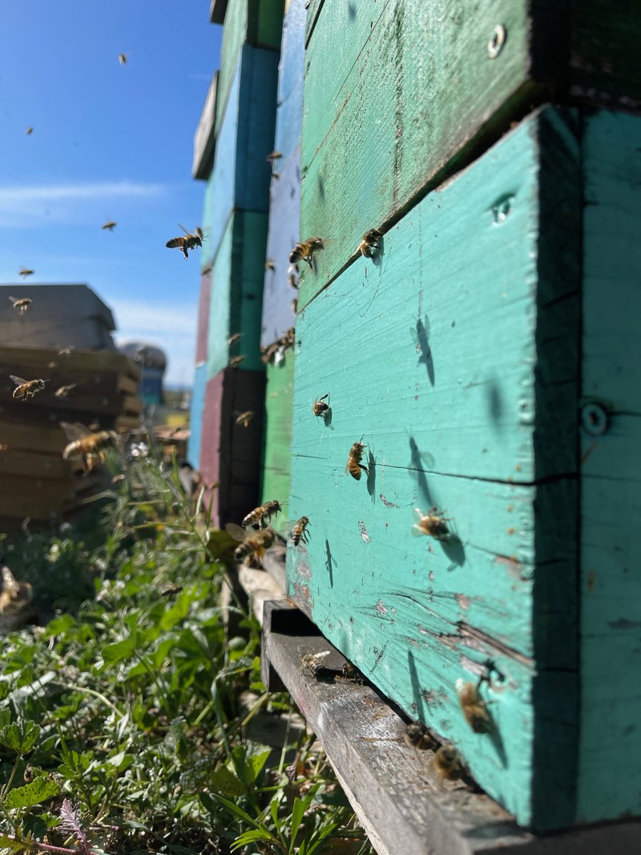 Association Confidences d'Abeilles tweet media