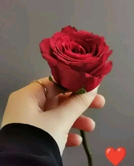 رصُـ,ـيڊ تـٌـٌٌـرحـًـًًـًًًـًًـًـالُـِـِِـِِِـِِـِ tweet media