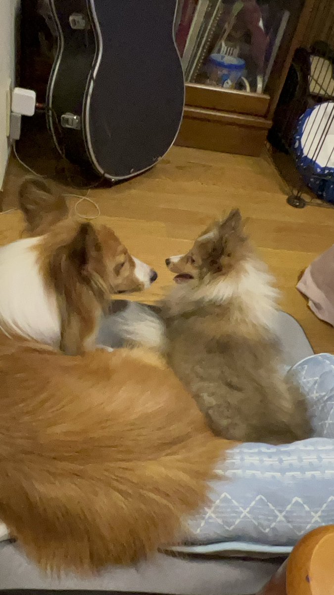 茶々丸に妹が出来ました🐶✨
麦です。
よろしくお願いします😊✨
#夢の多頭飼い
#犬のいる幸せ