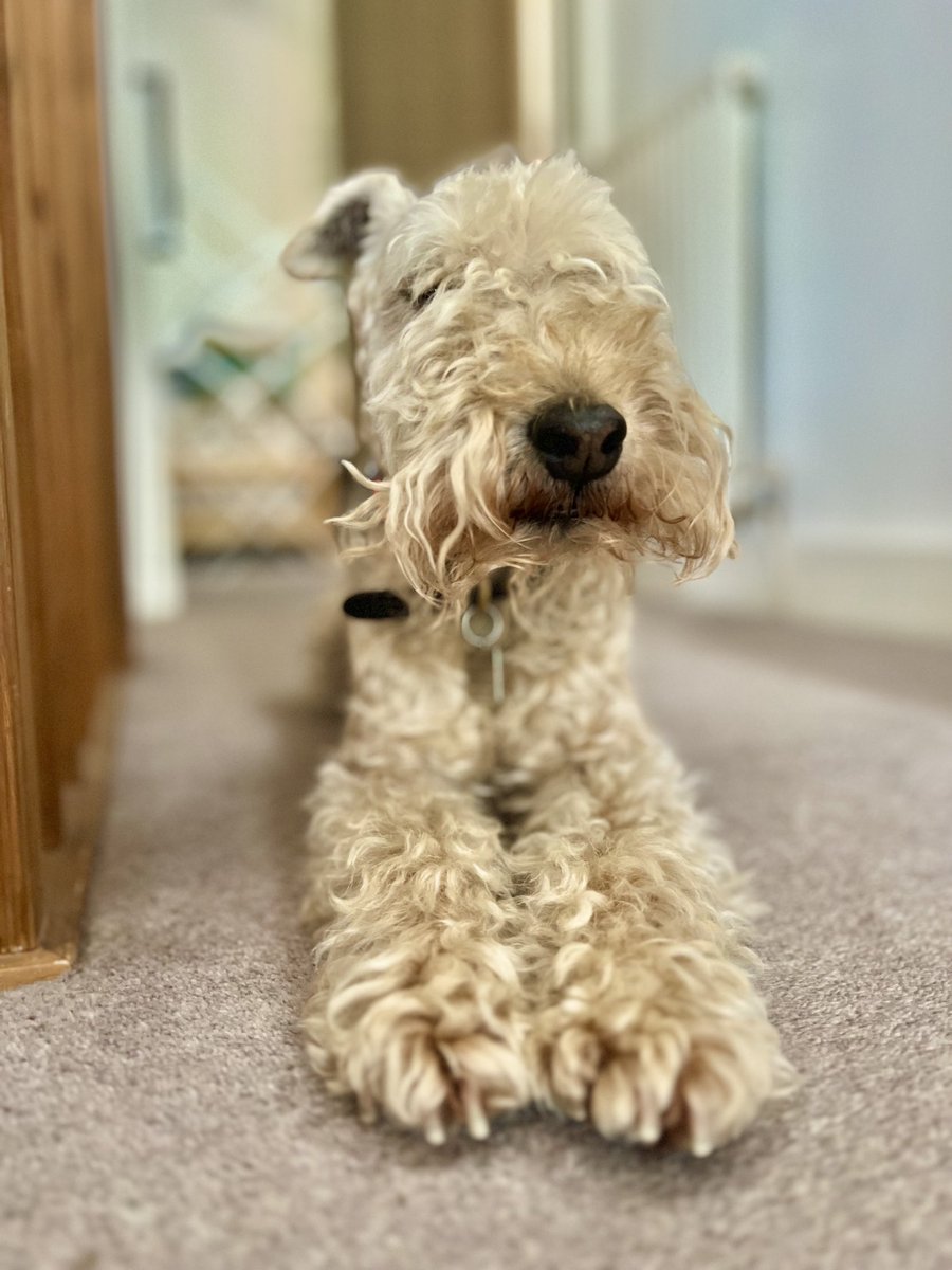 Bertie Lakeland tweet media