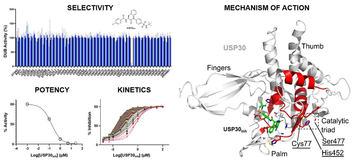 Our new work is now online in @molcellprot describing the molecular and structural interplay of debuiquitinase #USP30 inhibitors, which have therapeutic potential in #ParkinsonsDisease and #mitophagy disorders. Thanks to all @ARUK_ODDI and @CR_Horizons! doi.org/10.1016/j.mcpr…