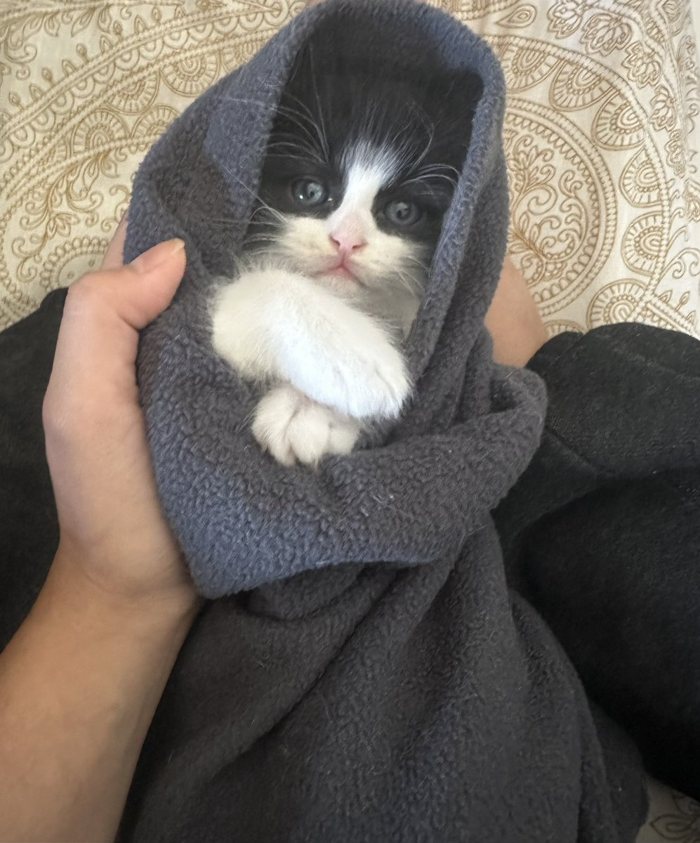 kaaslife_'s tweet photo. chilly this morning #cats #CatsOfTwitter https://t.co/JCNqoHqgSb