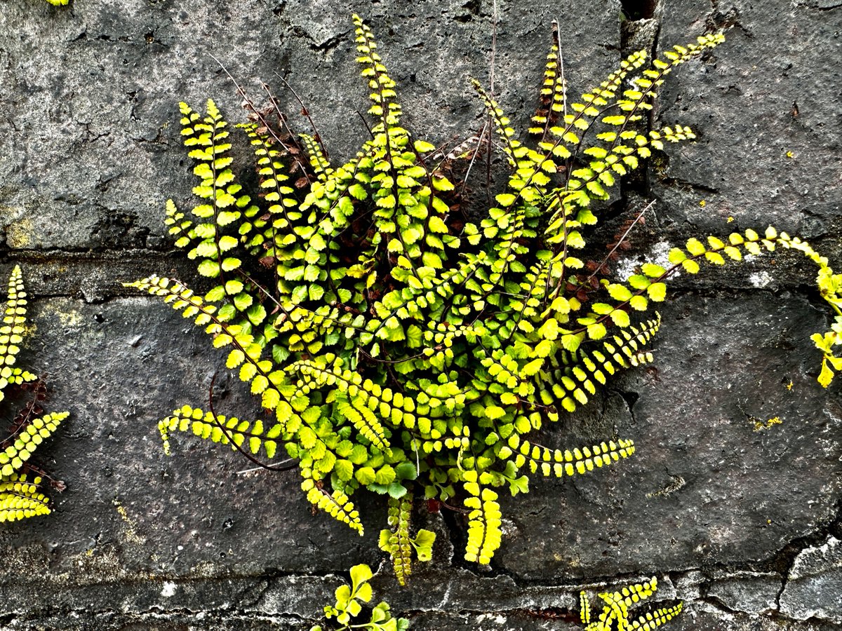 4hiver's tweet image. Maidenhair spleenwort..or if you prefer Asplenium trichomanes...! #maidenhair #asplenium