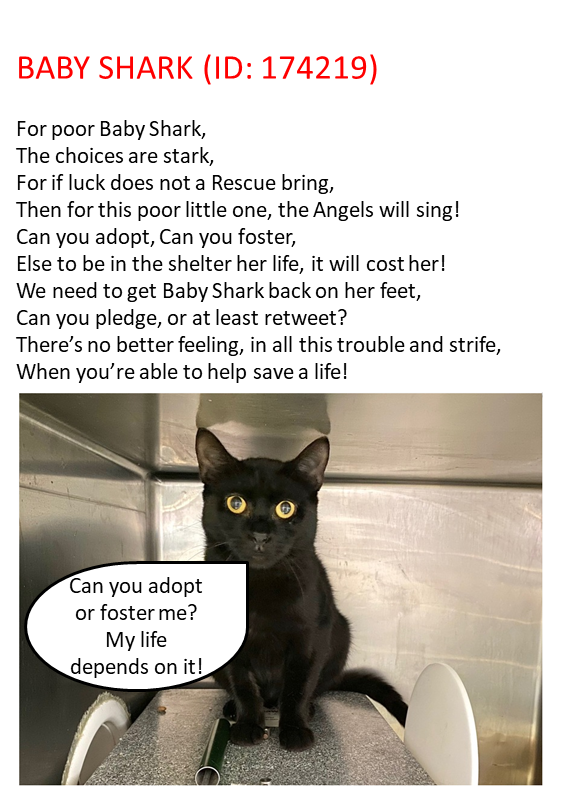 Uniquepoems4u's tweet photo. ๐#URGENT TBD/EUTH TUES 01/08/23!!๐
***8TH RELIST!!!***
#NewYork #NYC #NYCACC #Cats #AdoptDontShop #Rescue #Mathattan #pledge2savealife #CatsOfTwitter #CatsOnTwitter #pledge #Adopt #Foster #Anipals #BlackCat #Relisted
https://t.co/K2hnBHAtGq https://t.co/KIXG4dzdrx