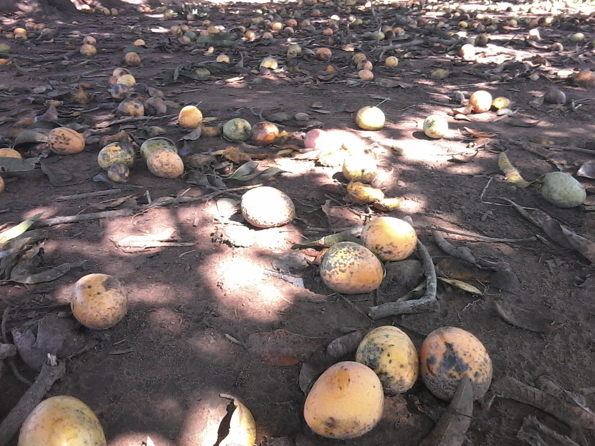 P_Mouris's tweet photo. @SimonKaggwaNjal Teso PPL were tricked to grow mangoes, juice factory built but the mangoes were rejected. Farmers resorted to Kenyan buyers. We've organic ones which last a few months before rotting. We need storage measures &amp; low cost value addition to make them available through out the year. https://t.co/rtiP5GWmpQ