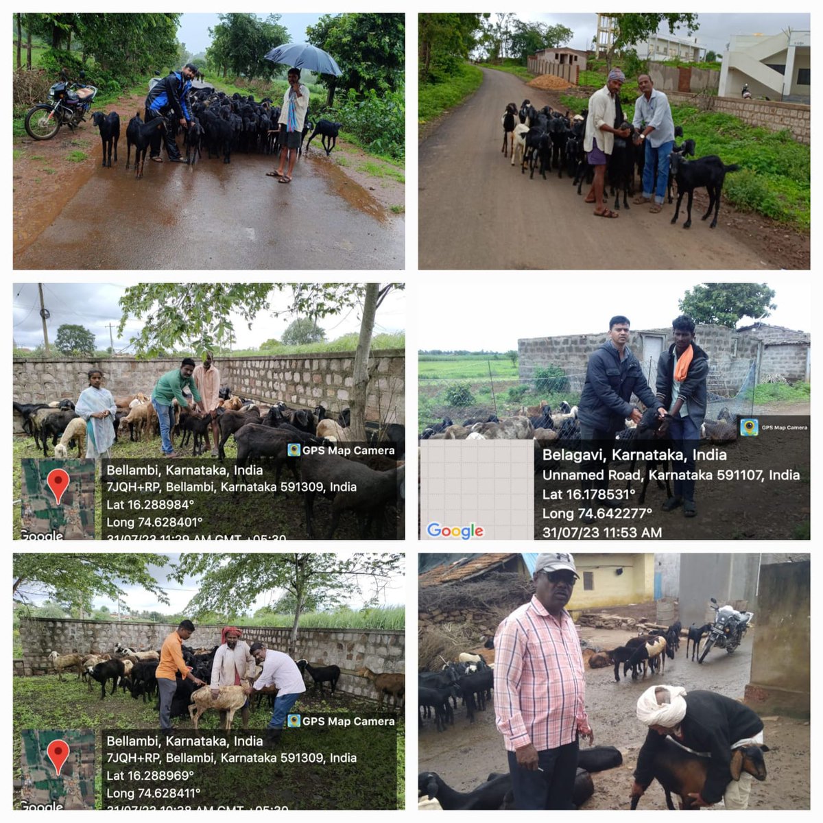 AHVS_Karnataka's tweet photo. ದಿನಾಂಕ: 30-07-2023 ರಂದು ಬೆಳಗಾವಿ ಜಿಲ್ಲೆಯ ಹುಕ್ಕೇರಿ ತಾಲೂಕಿನ ವಿವಿಧ ಗ್ರಾಮಗಳಲ್ಲಿ ಕುರಿಗಳಿಗೆ ಪಿ.ಪಿ.ಆರ್ ಲಸಿಕೆ ಕಾರ್ಯಕ್ರಮವನ್ನು ಡಾ.ರಮೇಶ್ ಎಂ.ಕದಮ ಮುಖ್ಯಪಶುವೈದ್ಯಾಧಿಕಾರಿ (ಆಡಳಿತ) ರವರ ನೇತೃತ್ವದಲ್ಲಿ ಹಮ್ಮಿಕೊಳ್ಳಲಾಯಿತು.
#Belagavi #PPRVaccination https://t.co/x9wYV2qrfa