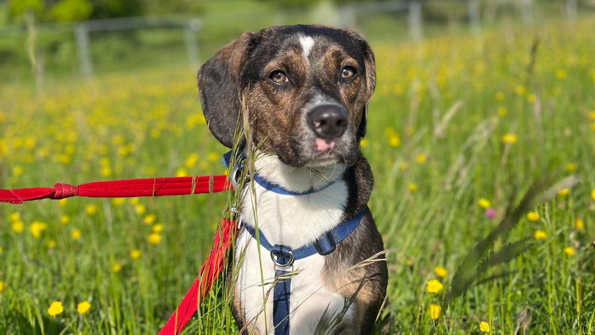 Battersea tweet media