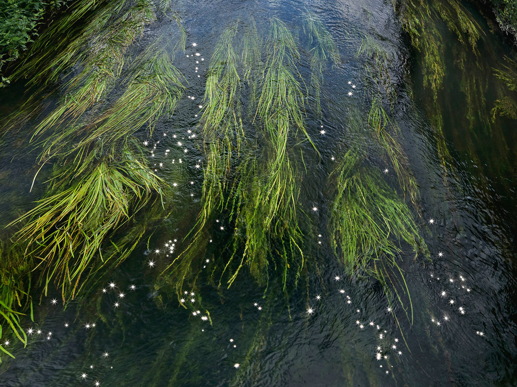 #IntotheWoods is a new exhibition by #Britishphotographer @elliedavies1 at @cranekalmanlon. Runs from 28 July until 18 August bit.ly/451LM6S #whatsoninLondon #naturephotography #thingstodoLondon