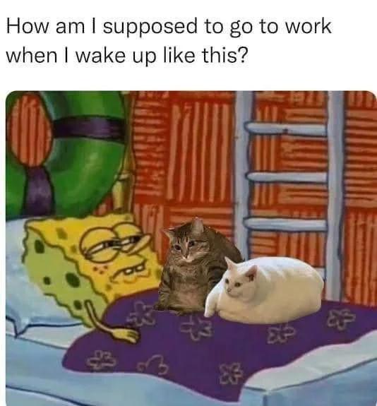 WholesomeMemes tweet media