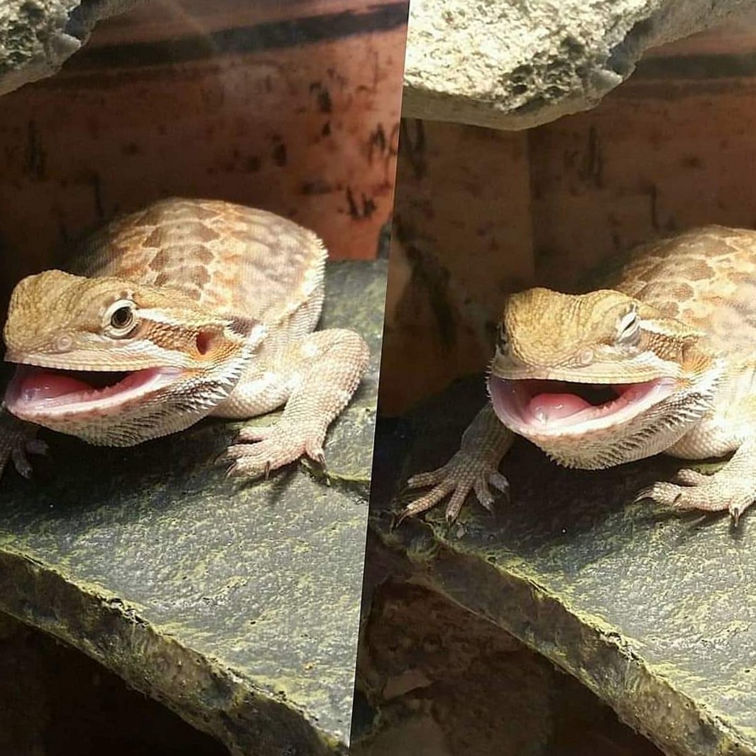 WholesomeMeme's tweet photo. https://t.co/8S6HDmrxFi