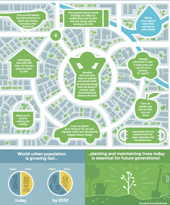 FAOclimate's tweet photo. 🌳🌴Trees offer a lot more than just shade and beauty in an urban environment.

They are an important part of @FAO's #GreenCities Initiative, #climate heroes in concrete jungles, reducing energy use, improving water quality, and much more:

https://t.co/K7pppXVtpk https://t.co/fbxI74s6gi