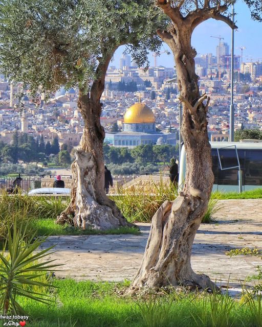 Muhammad Smiry 🇵🇸 tweet media