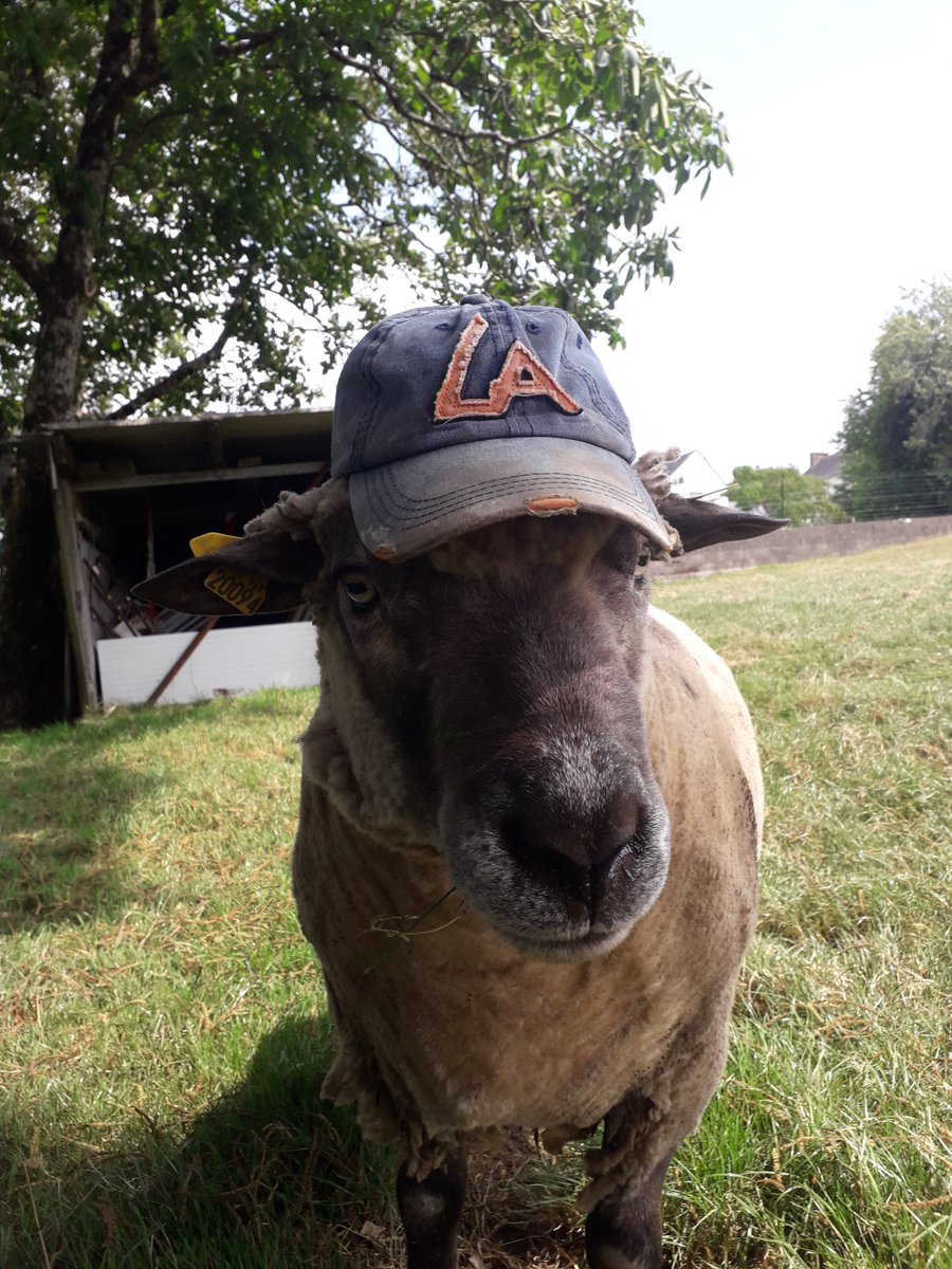locarmor's tweet photo. [INSOLITE]
Nos casquettes ont un succès fou y compris auprès de nos amies les bêtes !! 🐏😄😁
Retrouvez toutes nos agences pour vos locations :
https://t.co/8WkoNjgRLZ
#locarmor #location #vente #reparation #casquette #insolite #bretagne #bzh #breizh https://t.co/ZoohSzDrcL