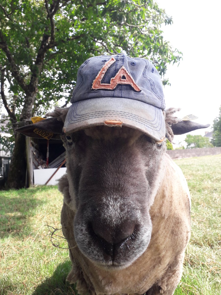 locarmor's tweet photo. [INSOLITE]
Nos casquettes ont un succès fou y compris auprès de nos amies les bêtes !! 🐏😄😁
Retrouvez toutes nos agences pour vos locations :
https://t.co/8WkoNjgRLZ
#locarmor #location #vente #reparation #casquette #insolite #bretagne #bzh #breizh https://t.co/ZoohSzDrcL