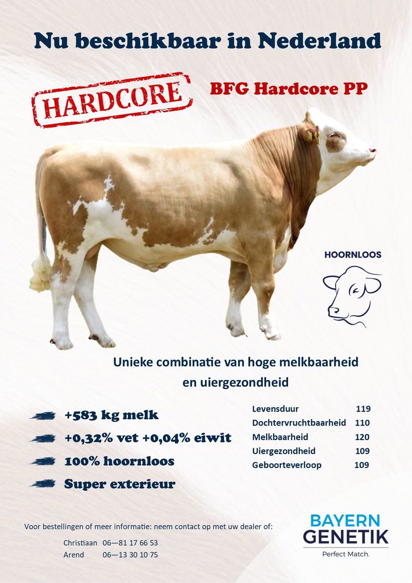 Bayern Genetik Ned. (@fleckviehkoeien) on Twitter photo 