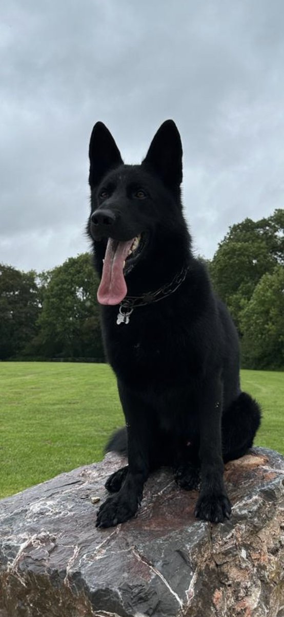K9Protectoruk's tweet photo. K9ProtectorUK leading suppliers of #family #protection #dogs #protectiondogs #crime #crimeprevention #MotivationalMonday https://t.co/QoWlhTpZJm